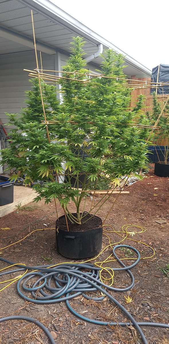 daproudnoob's tweet photo. 1st time growing #CherryHead for a 1:1 strain at 6% from #PureSunFarms, talk about seed variation one is 10 ft tall and the other is 6 ft both in 15 gallon pots. Larger plant depletes it's fan leaves much faster and grows faster than the other, def comparing total yeild in end 👌 https://t.co/YtnyyLlh2R