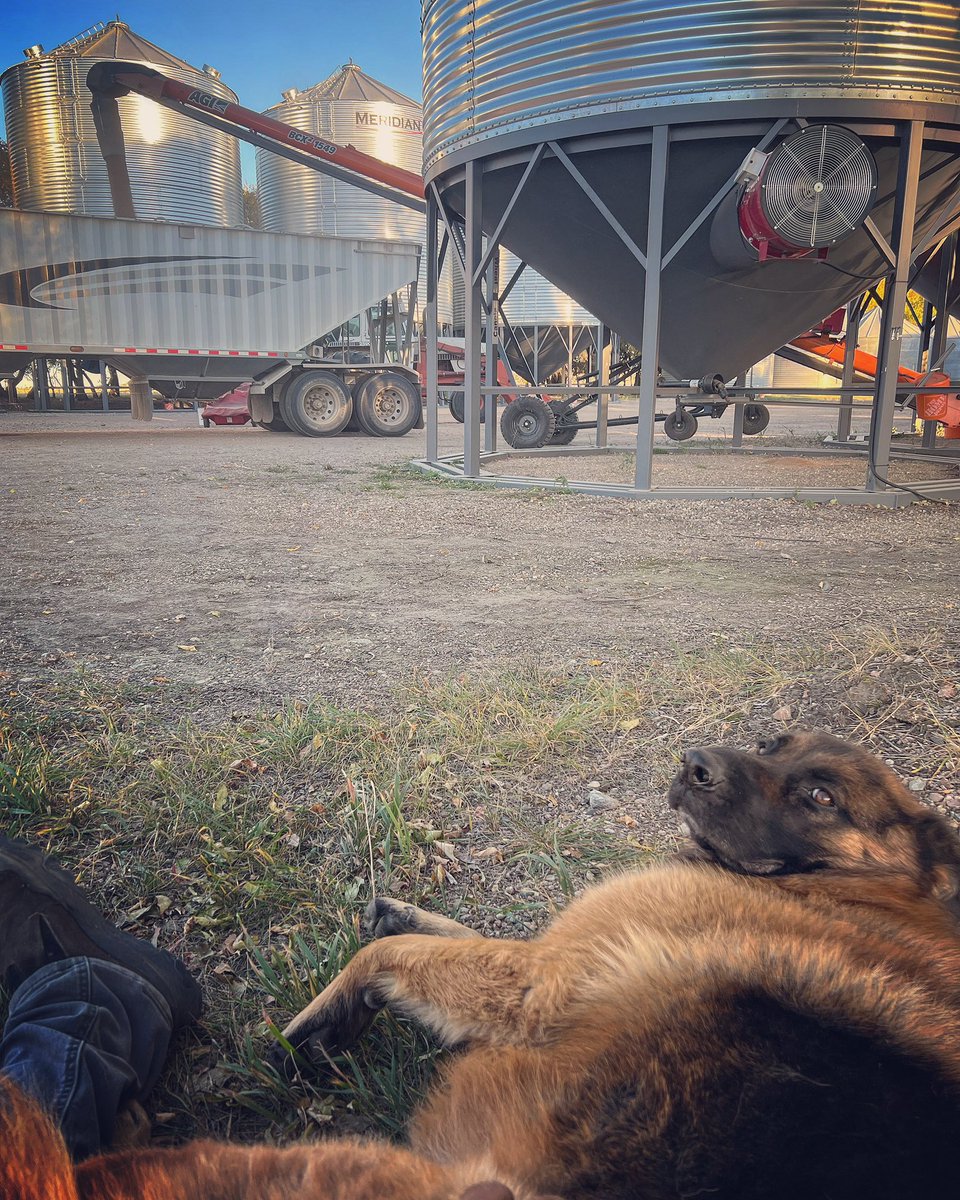 Hauling some wheat to the cleaner with my boy Hans.