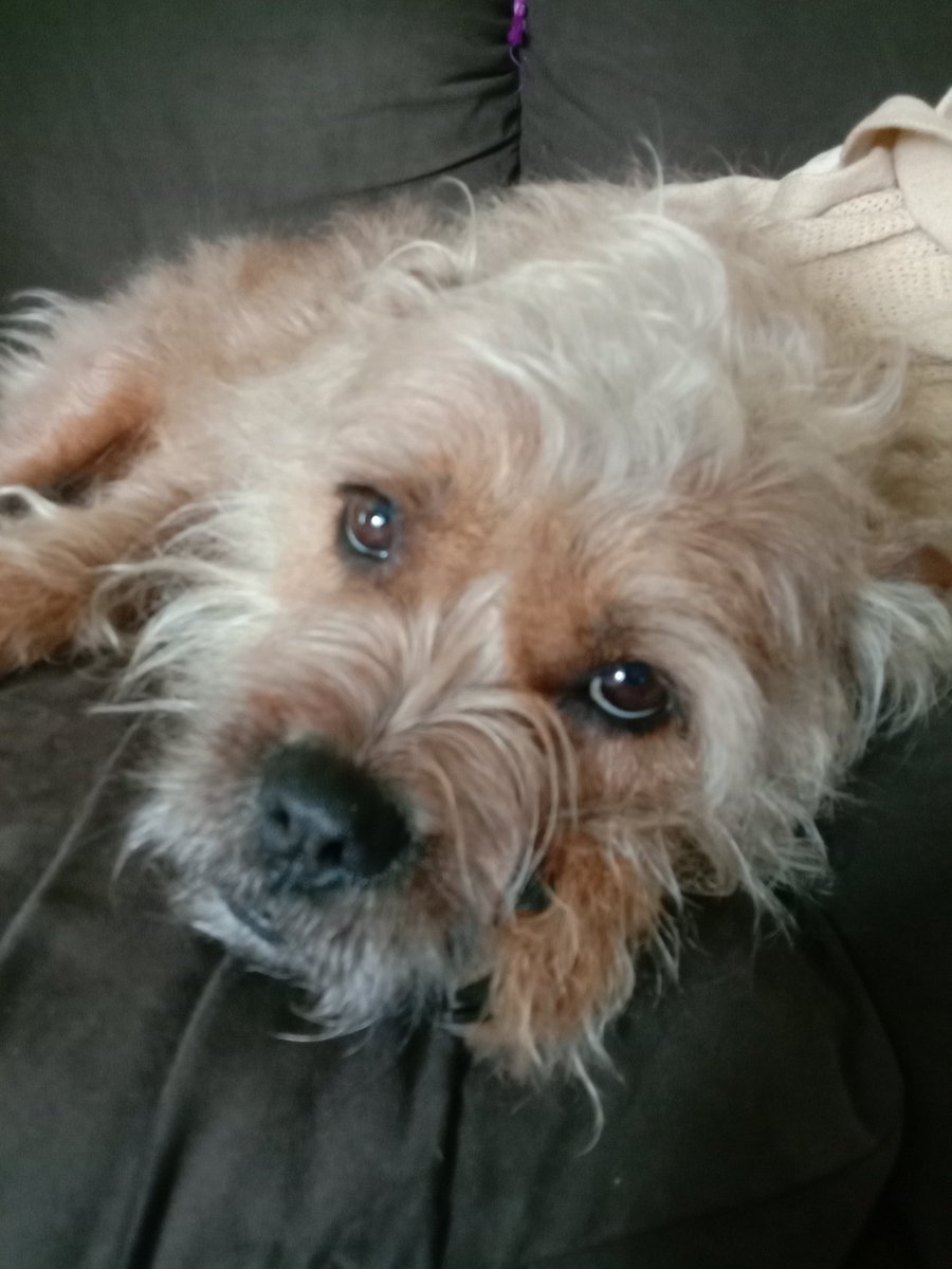 SnarksBarksPops's tweet photo. How it started...
Currently...π
#ScruffyBum #NoHaircutsHere https://t.co/EM2S4W2lyB