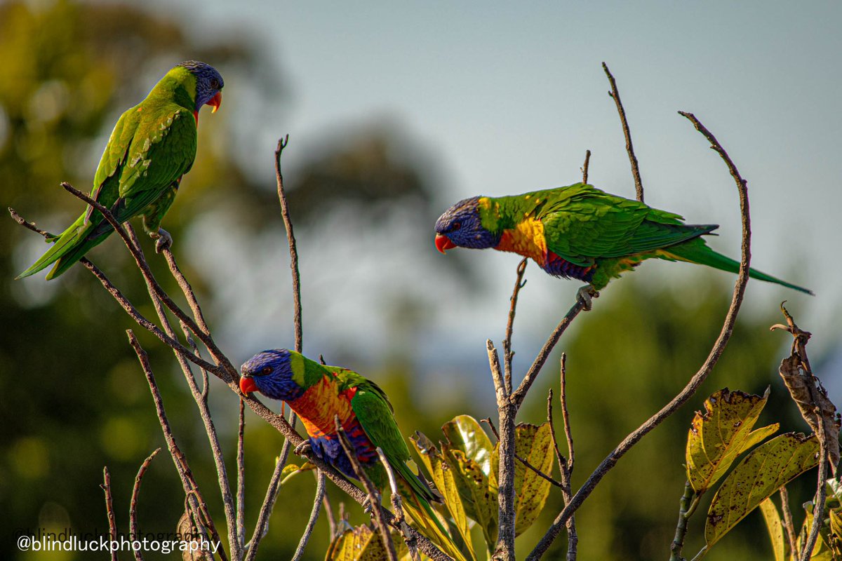 blindluckphotog's tweet photo. Lovely rainbow lorikeets!! #rainbowlorikeet #BirdsSeenIn2022 #naturephotography #Australia https://t.co/sPHg08fHlB