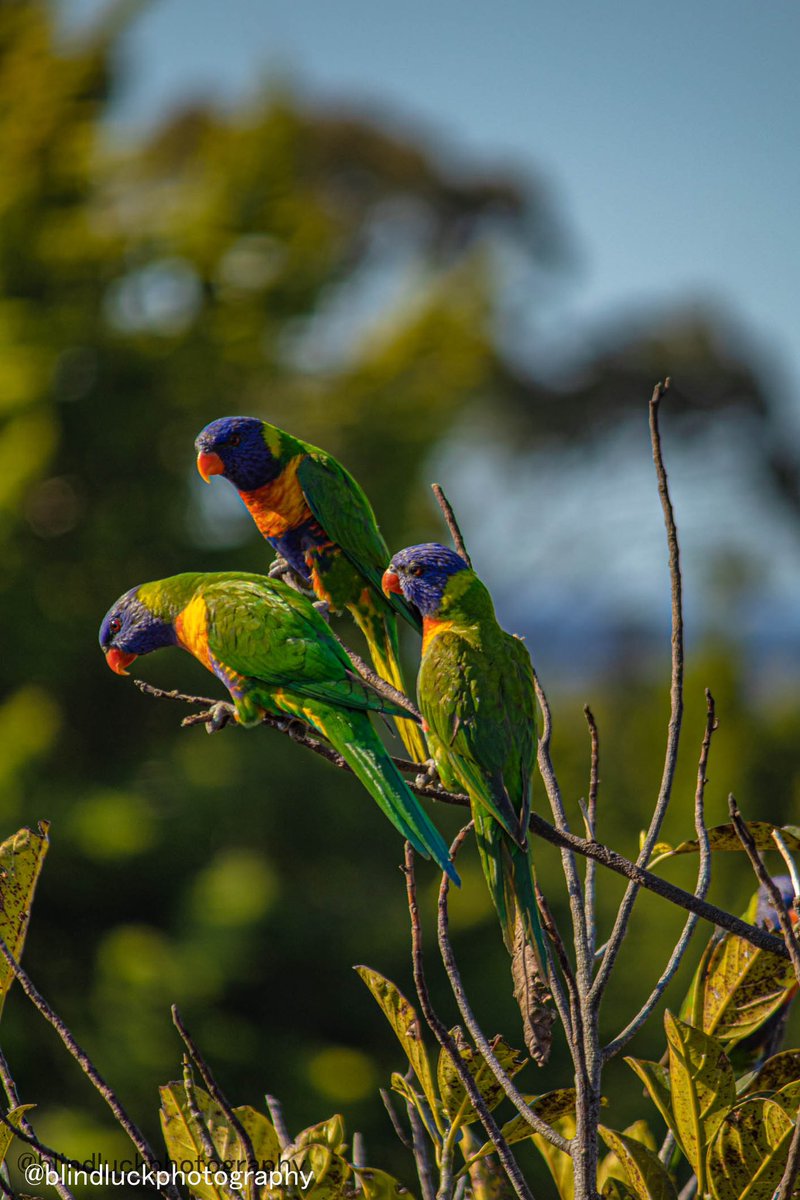 blindluckphotog's tweet photo. Lovely rainbow lorikeets!! #rainbowlorikeet #BirdsSeenIn2022 #naturephotography #Australia https://t.co/sPHg08fHlB