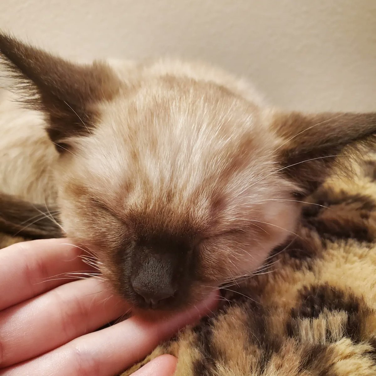 zigzag_zoeee's tweet photo. Brought home Pippy today!!! I'm so in love with her! 🥺😍 https://t.co/wZGh3v05gT
