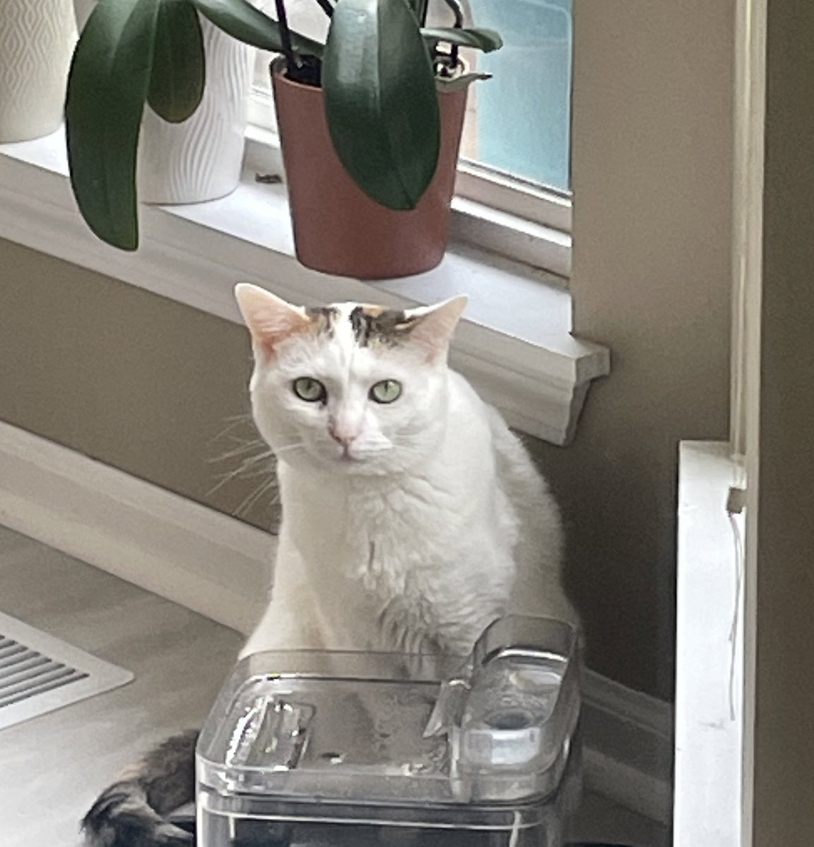 claurentin's tweet photo. #pets https://t.co/xCjqrK1IFg