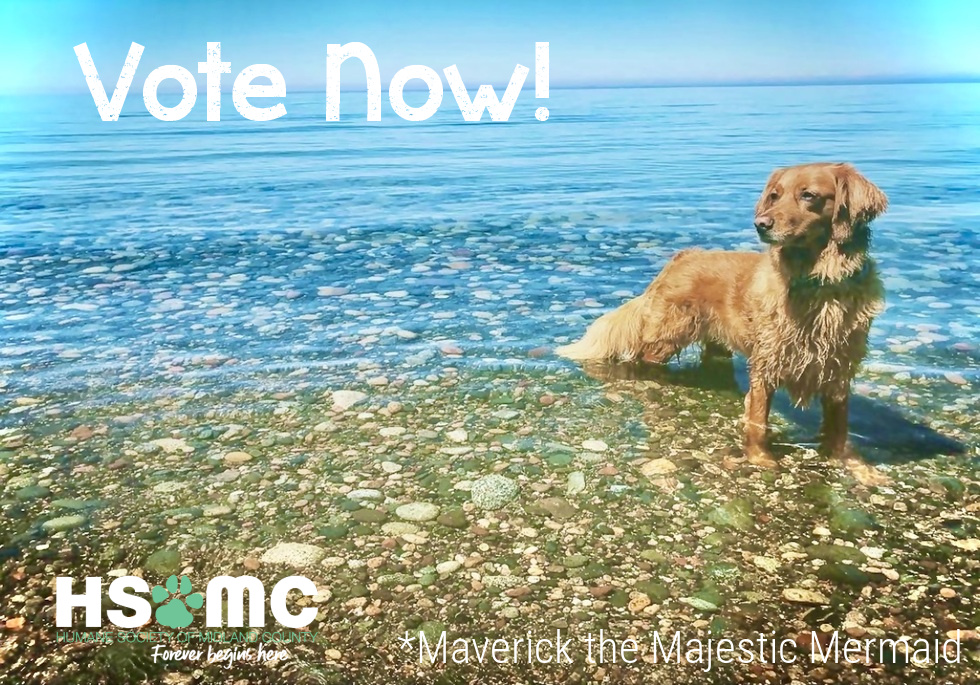 HSoMC's tweet photo. Calendar Voting begins now!

Click here ➡️ ➡️ ➡️   https://t.co/1Vs67wHk7W

#vote #calendarphotofundraiser #linkinbio #votenow #voteforyourfavorite #calendarofpets #hsomc #foreverbeginshere https://t.co/5V7iVOnDpf