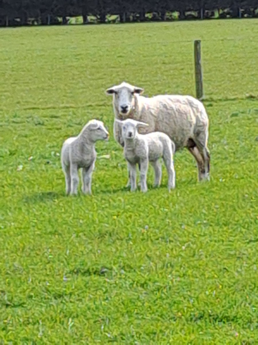 CharollaisRams's tweet photo. #WhiteDorper sired lambs out of F1 #Texel / #Tefrom ewes. Half of these ewe lambs will have the #Inverdale fertility gene, just got to spend around $5/lamb to find out which. #Lochee https://t.co/Sqp3R4mRht