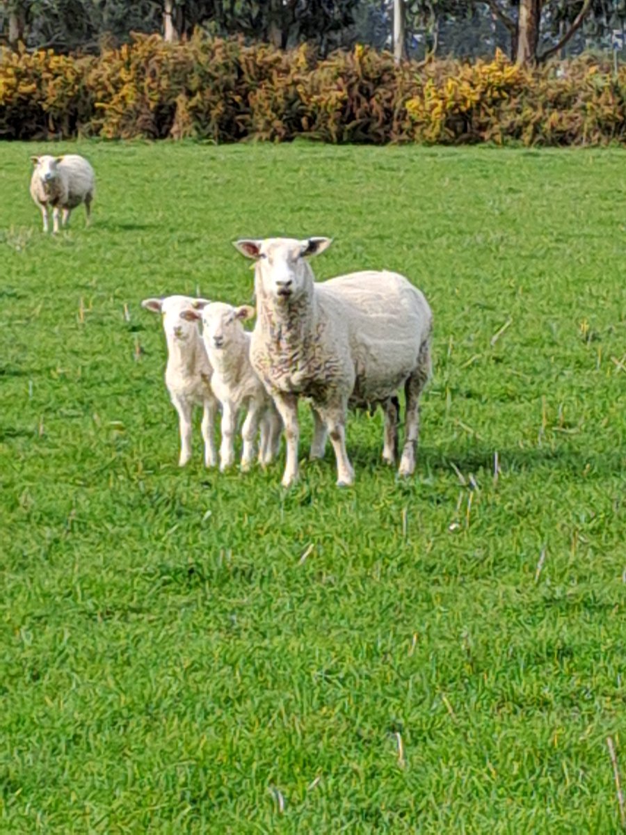 CharollaisRams's tweet photo. #WhiteDorper sired lambs out of F1 #Texel / #Tefrom ewes. Half of these ewe lambs will have the #Inverdale fertility gene, just got to spend around $5/lamb to find out which. #Lochee https://t.co/Sqp3R4mRht