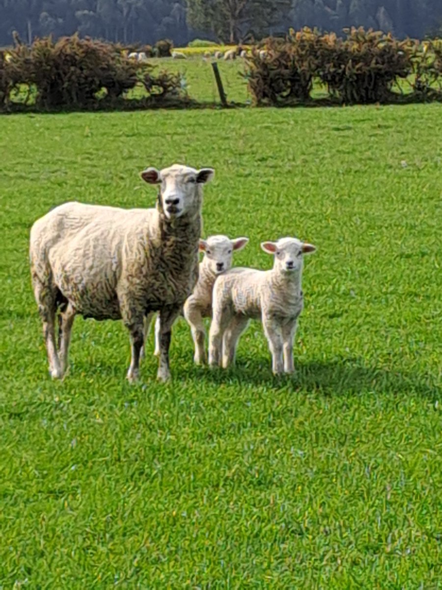 CharollaisRams's tweet photo. #WhiteDorper sired lambs out of F1 #Texel / #Tefrom ewes. Half of these ewe lambs will have the #Inverdale fertility gene, just got to spend around $5/lamb to find out which. #Lochee https://t.co/Sqp3R4mRht