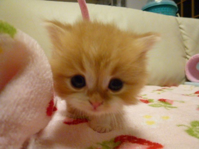 KittyKittenLuvr's tweet photo. matter is never created matter is never destroyed nothing ever ceases it all remains you are wrong when you believe something to be new all is finite in initial existence wemeow meownt crmeowte ameowthing meow meow meow meow meow meow meow https://t.co/RTkc79XiXz