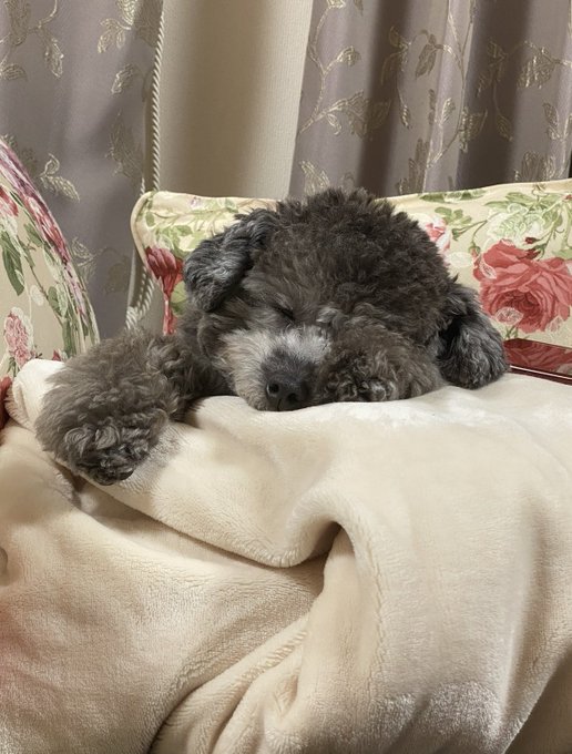 #全日本きもちよさそうに眠るいぬ選手権
当時2ちゃいのタイニープードル🐩です! 