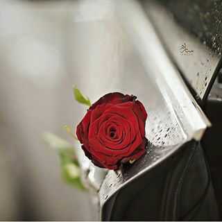 نحن   لا   نرسل🕊🕊 لمن نعيش معهم! بل... نرسل🕊🕊 لمن يصعب علينا العيش بدونهم❣️