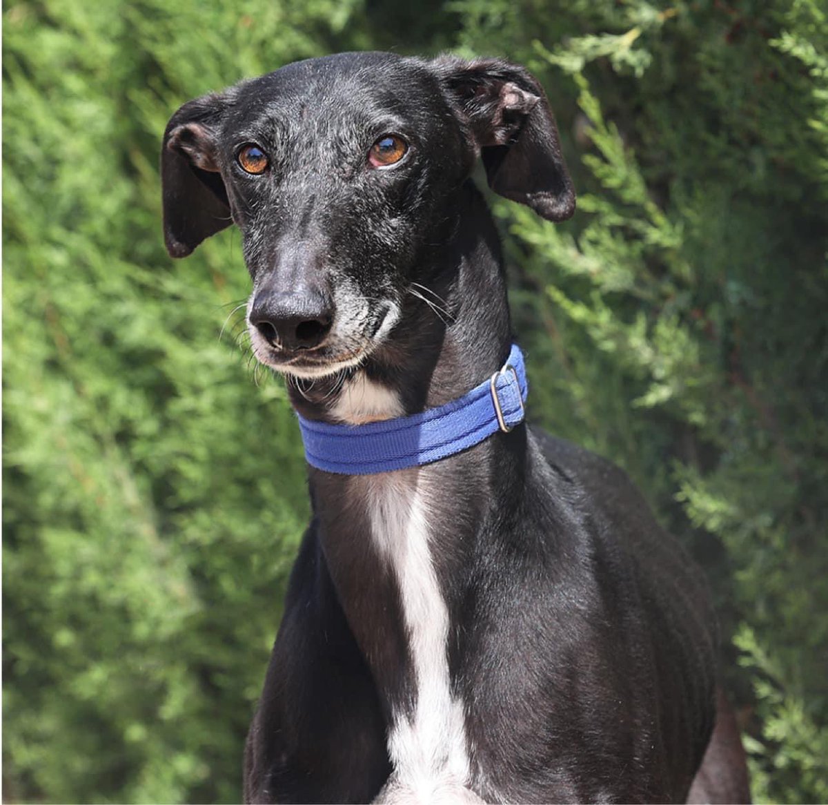 Galgos del Sol tweet media