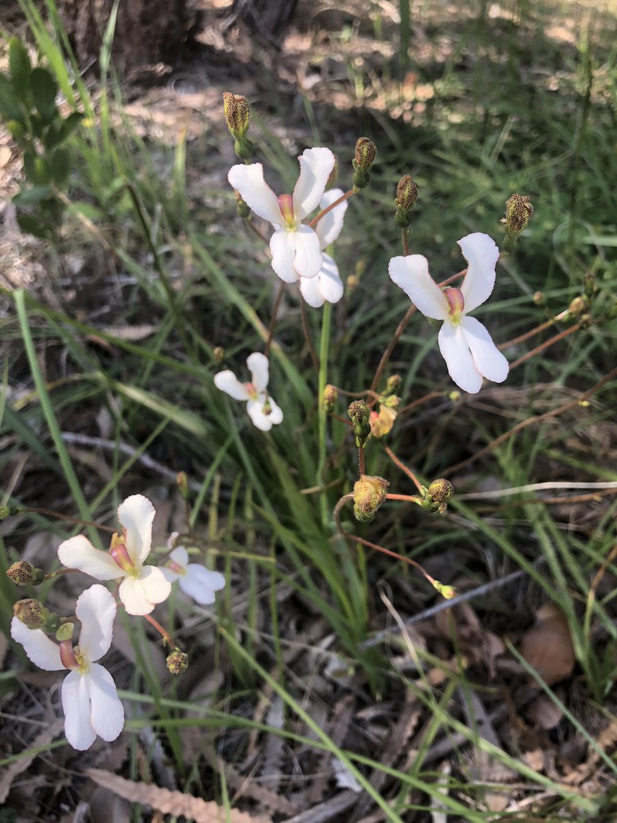 waspwench's tweet photo. Must. Resist… 😂 #triggerplant #tease https://t.co/zqxjpCBgZl