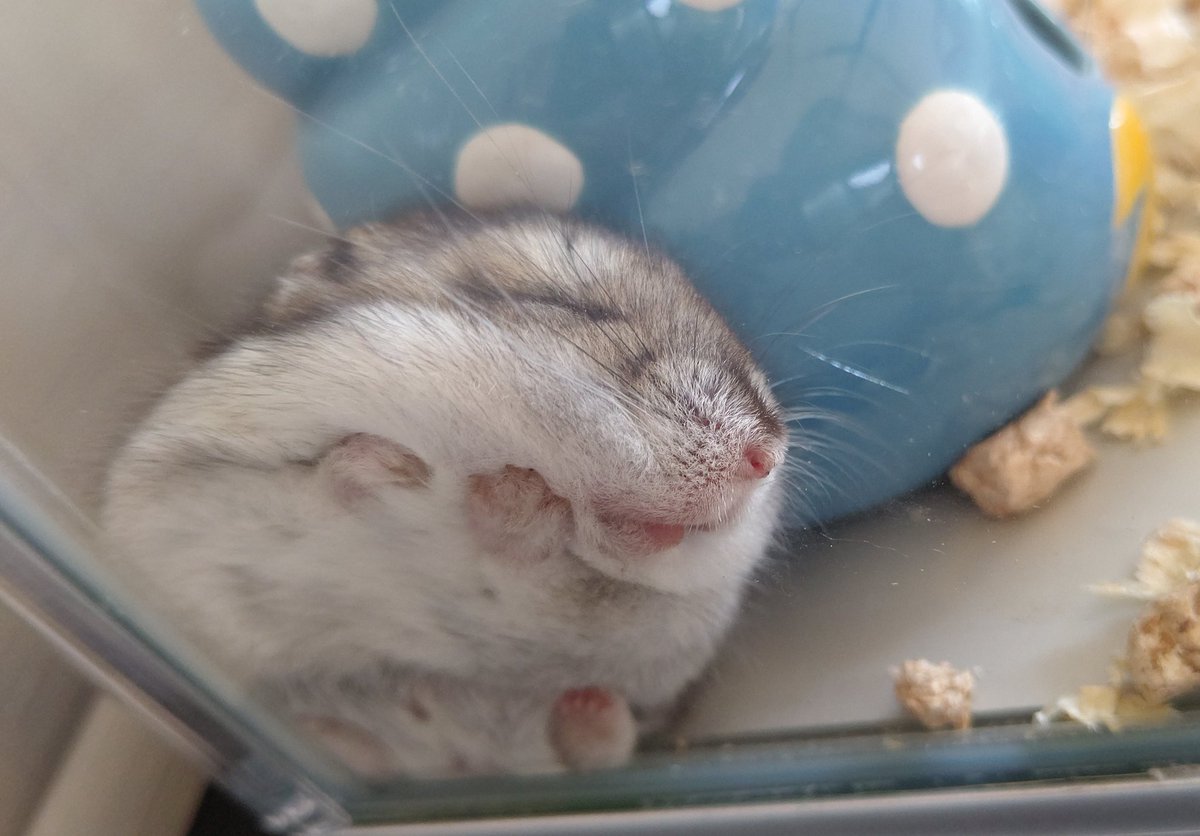 hamuCollon's tweet photo. ハムスターの裏側
なんと愛しきもふもふか

#全日本きもちよさそうに眠るハムスター選手権
#ハムスター
#ジャンガリアン https://t.co/znSW3uX9D1