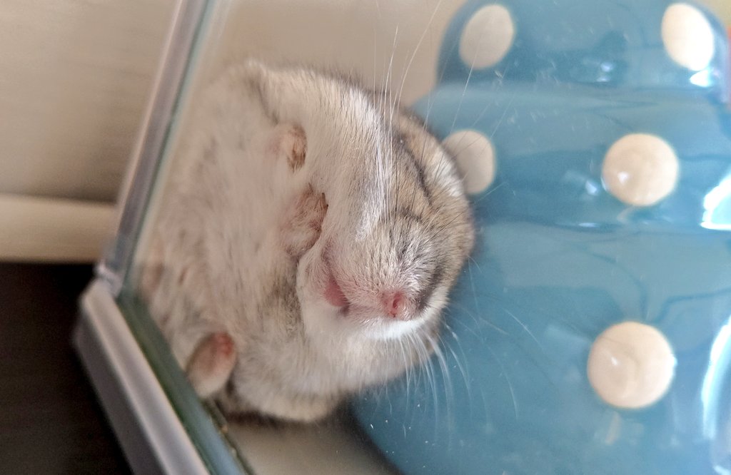 hamuCollon's tweet photo. ハムスターの裏側
なんと愛しきもふもふか

#全日本きもちよさそうに眠るハムスター選手権
#ハムスター
#ジャンガリアン https://t.co/znSW3uX9D1
