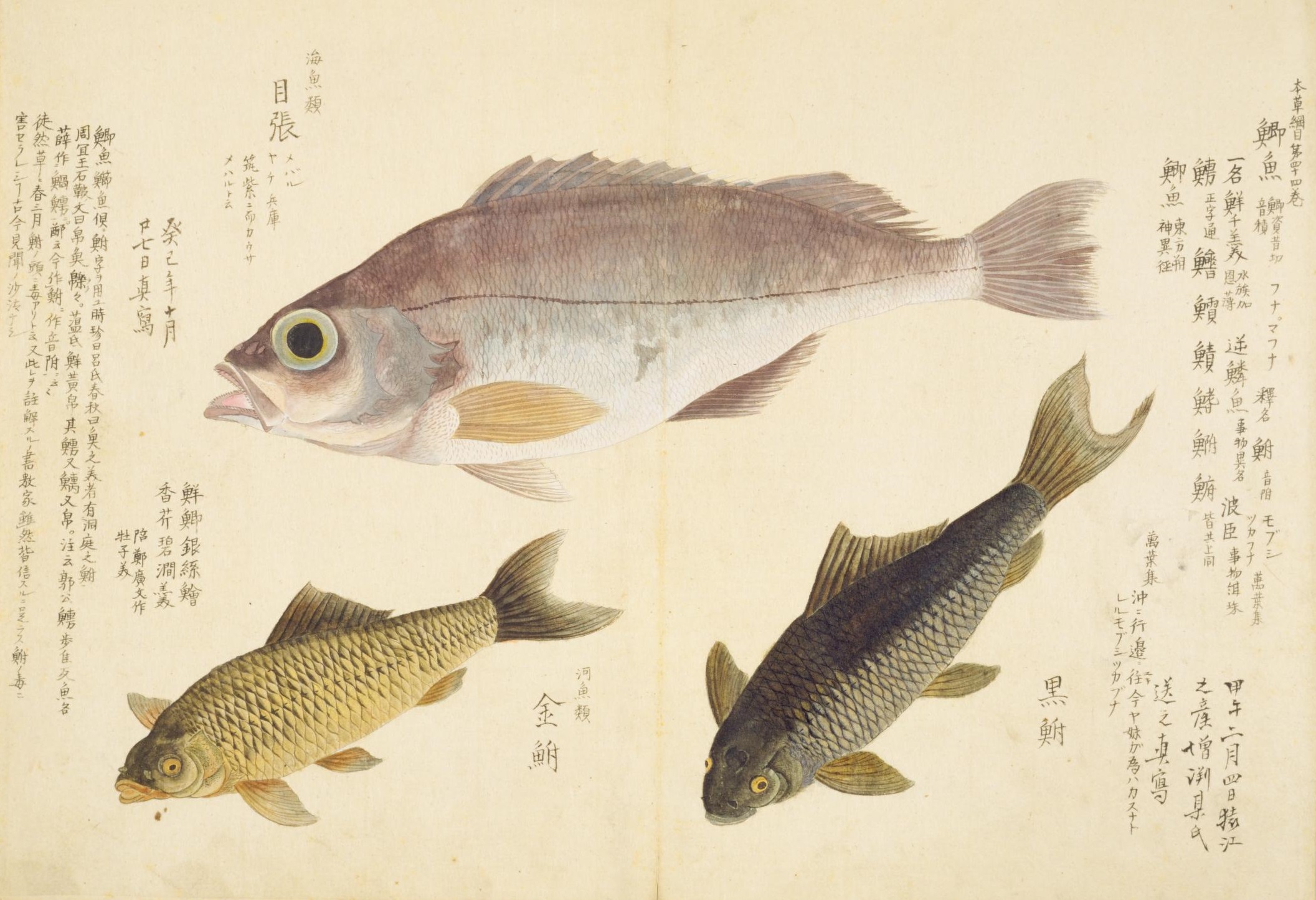 新日本水産動植物図集　伊藤熊太郎画 海を渡った天才博物画家 伊藤熊太郎 謎に包まれた金魚図譜を