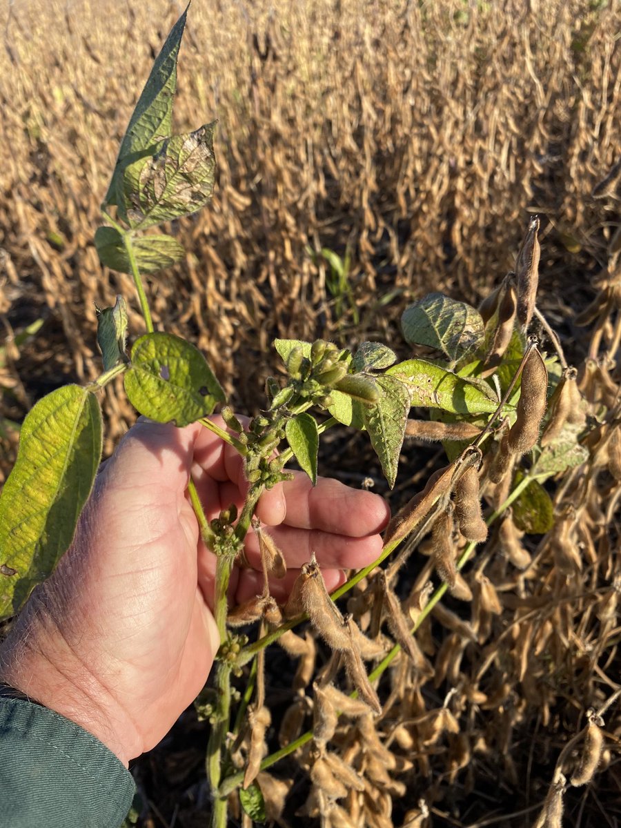 Clyde Tiffany tweet media