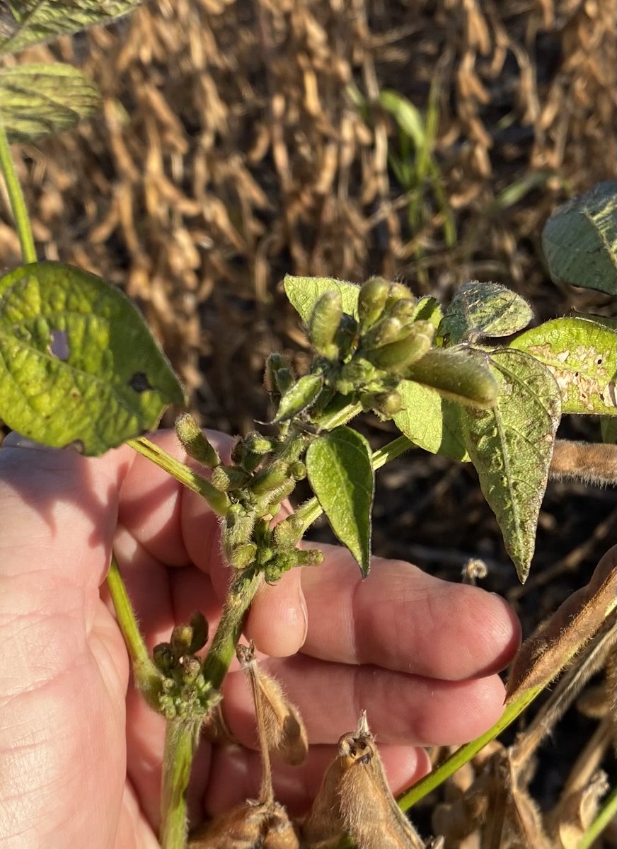 Clyde Tiffany tweet media