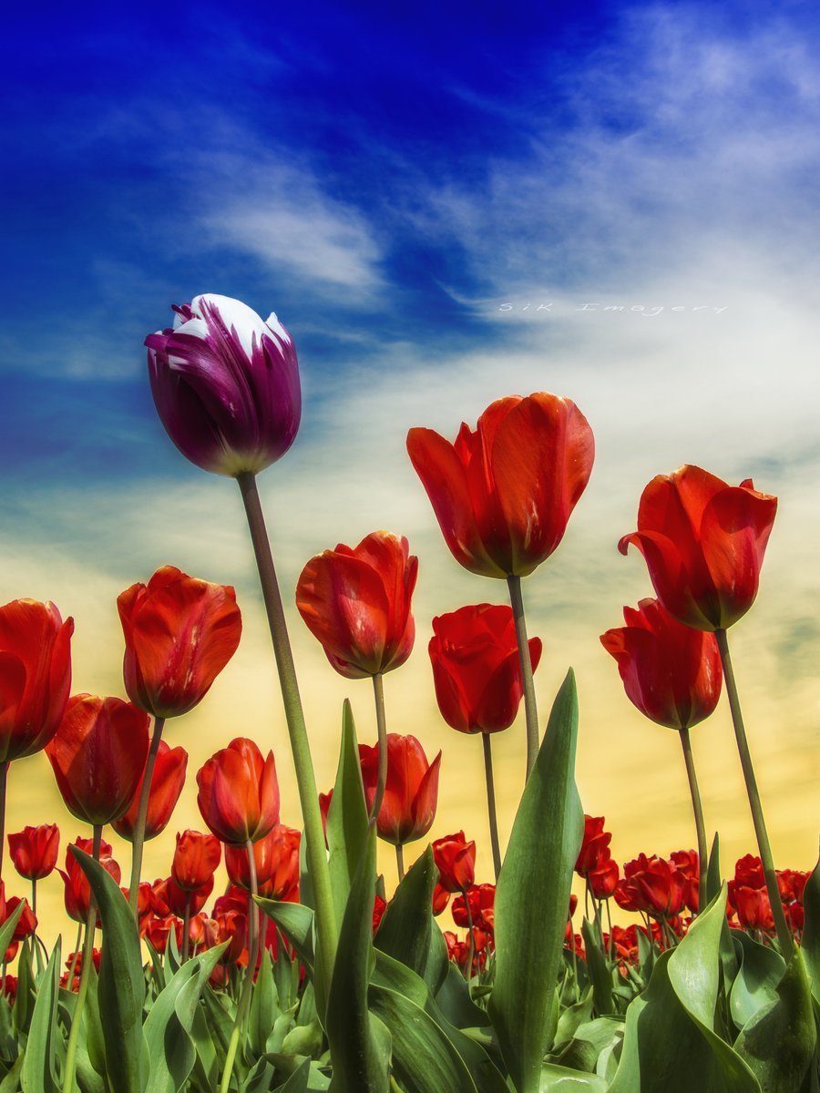 Happy #TonalTuesday!  Let’s see those beautiful #colorpalettes and #tones. This shot is from a #tulipfestival in #WashingtonState
Let’s see those #colors!
Please Like, Comment, and Retweet your favorites.  Make sure to interact with each other!