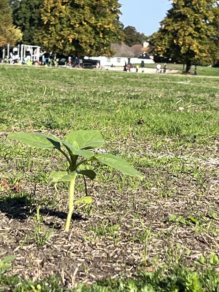 Sunflower growing on football pitch #charltonpark. 🌻