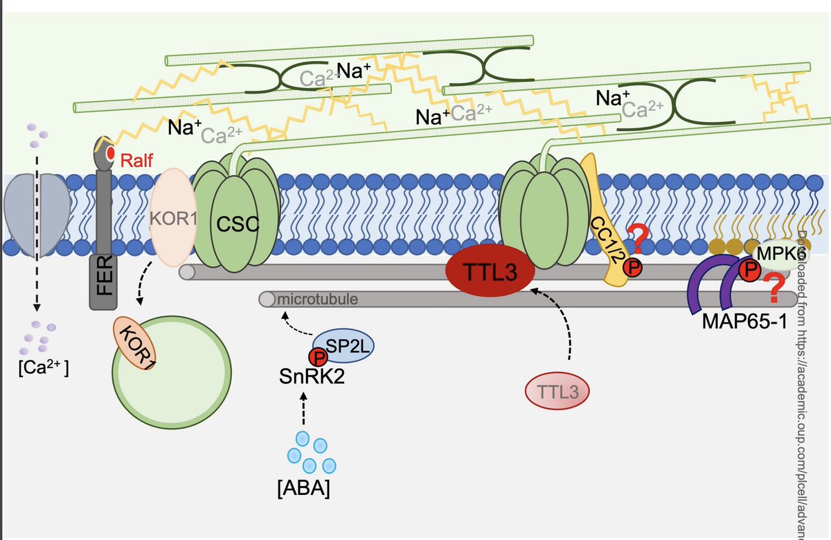 Yvon Jaillais (@yvonjaillais) on Twitter photo The cell biology of primary cell walls during salt stress. Congrats <a href="/LeiaColin/">COLIN Leia</a> et al.,! <a href="/ThePlantCell/">The Plant Cell</a>
academic.oup.com/plcell/advance… The cell biology of primary cell walls during salt stress. Congrats <a href="/LeiaColin/">COLIN Leia</a> et al.,! <a href="/ThePlantCell/">The Plant Cell</a>
academic.oup.com/plcell/advance…