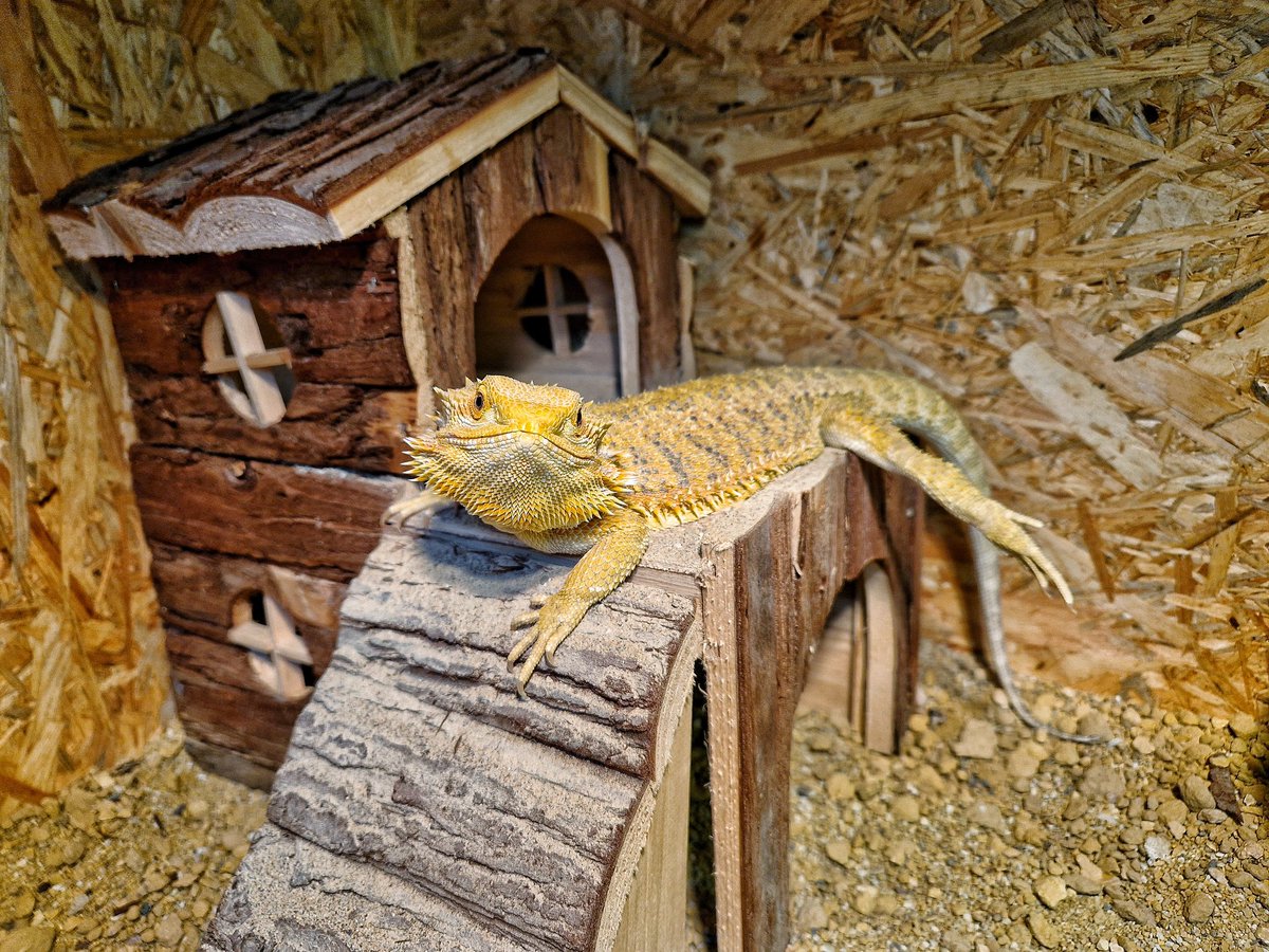 shurdriia's tweet photo. Regentin Inari auf ihrem Sonnendeck... 👑🐉
#bartagame #beardeddragon https://t.co/6HQUd8O8Ac