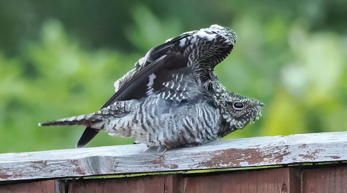 TAFKAMacM on Twitter "RT cloudedyellows A fond farewell to the