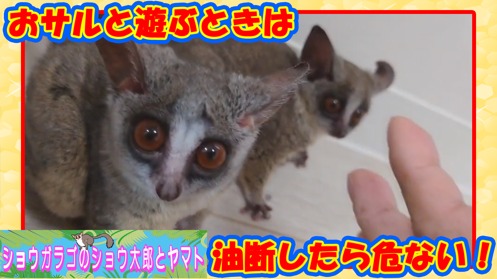 ショウガラゴのショウ太郎とヤマト Syoutaro Galago Twitter