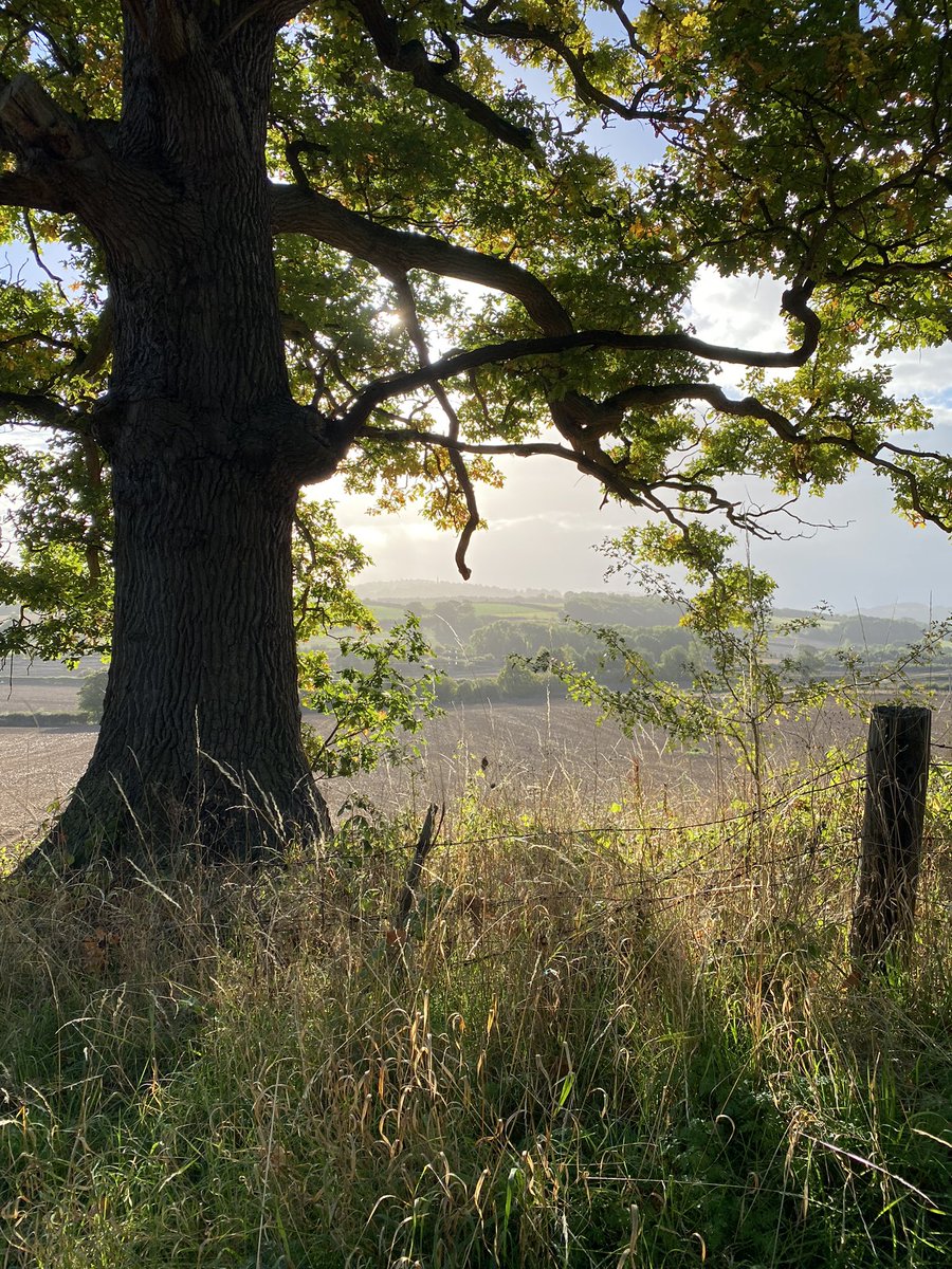 KMortimore's tweet image. A smashing morning in the Shire 😍 #Herefordshire #ruralviews #nature #BritishCountryside #MalvernHills #Ledbury #artistrunner #running #artist #landscape #nicelight #treesontheturn #Worcestershire