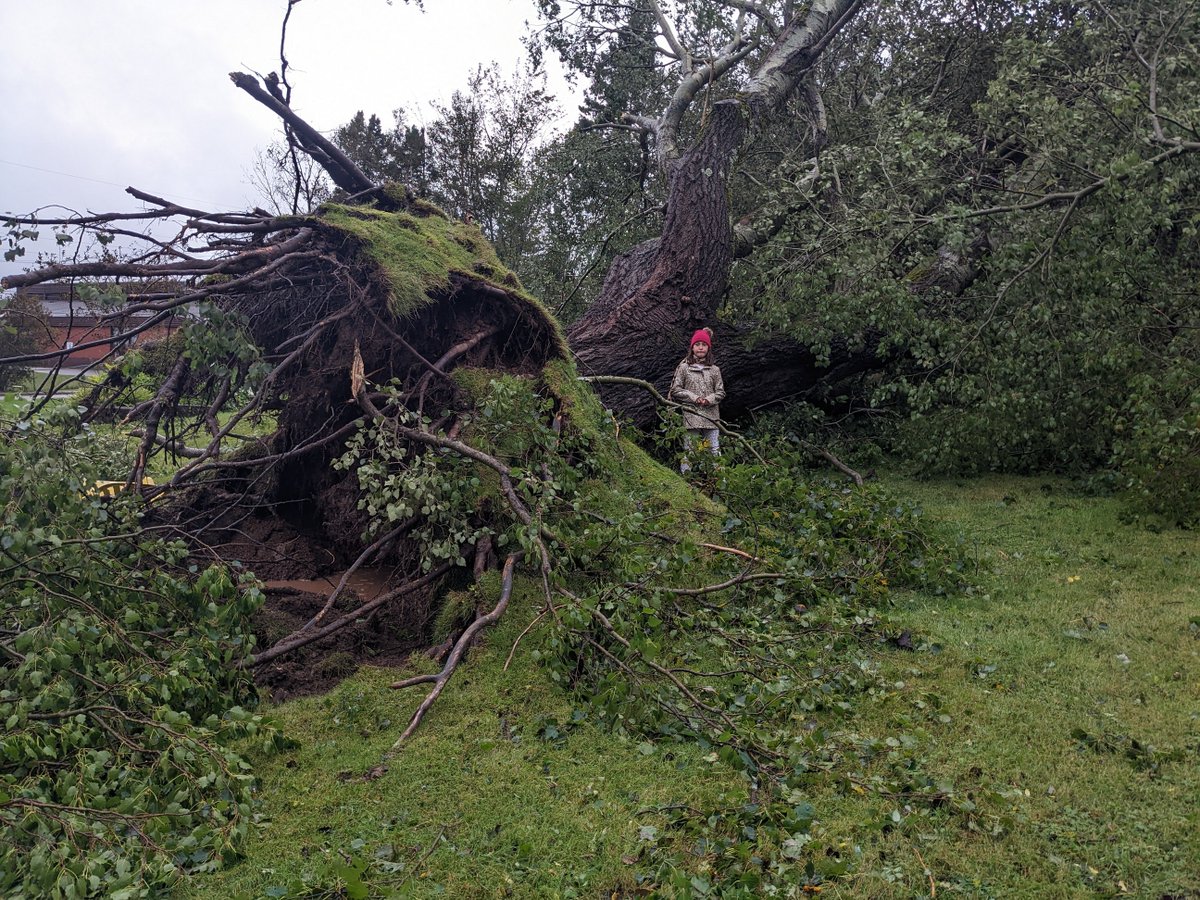 lisamjones703's tweet photo. 2 century old tree taken out by #Fiona. 😭 The person in person is 5ft 2. https://t.co/PIz77wtb5Q
