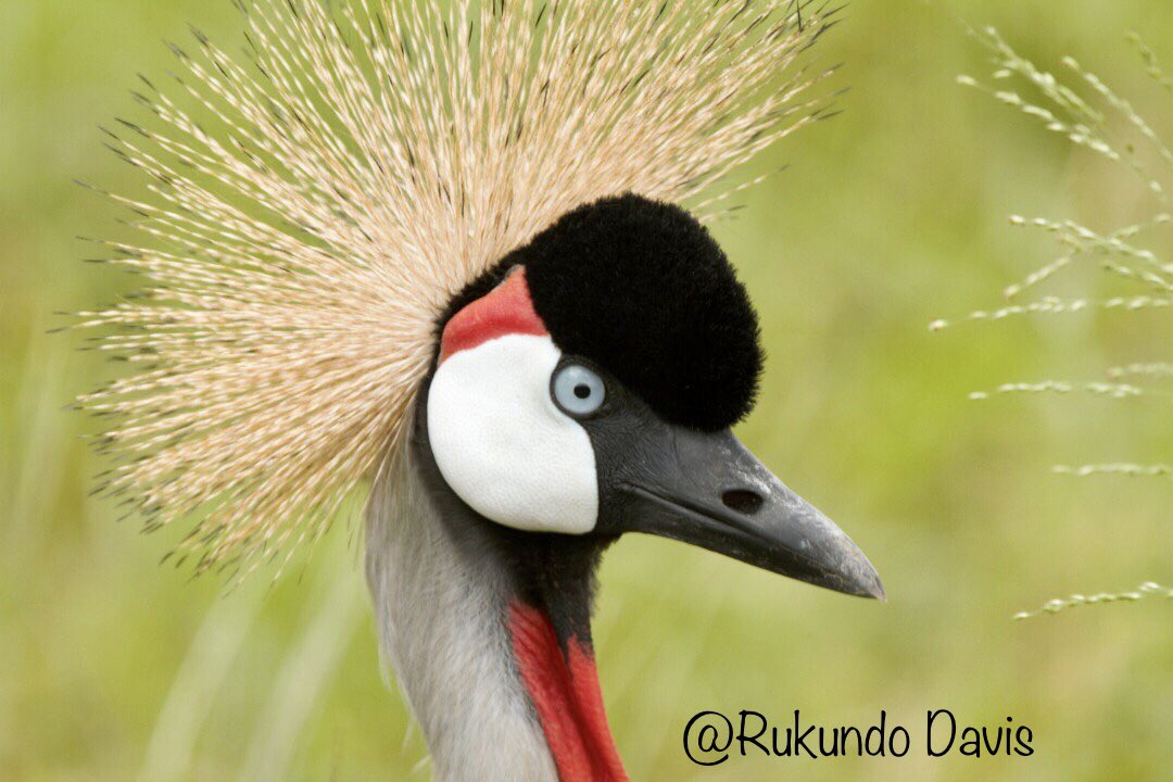 That_Mukiga's tweet photo. Celebrating today. Celebrating the beauty Uganda is blessed with #WorldTourismDay https://t.co/rdumr0HGeq