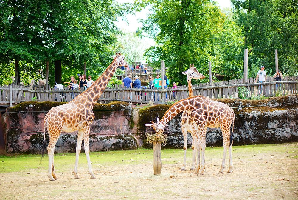 vakantieparken's tweet photo. 17x De leukste kinderuitjes van Limburg 🤡🎢 Lees artikel: https://t.co/wUIY6lkP75 @VisitZL #limburg #kinderen #kids #kinderuitjes #leuk #activiteiten #tips #vakantie #nederland #dagjeuit #vakantieparken #parkvakanties https://t.co/msqGoFq8jM