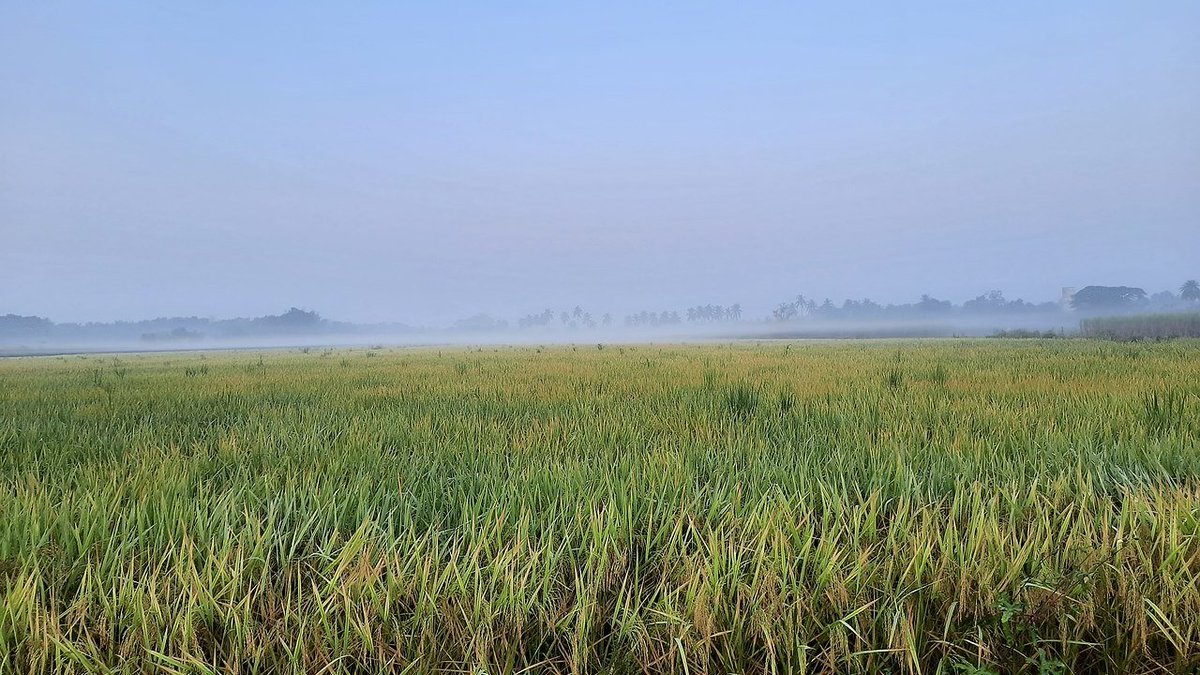 Danio derives from the Bengali word “Dhani,” which translates to “of the rice fields.” #ZebrafishFunFacts