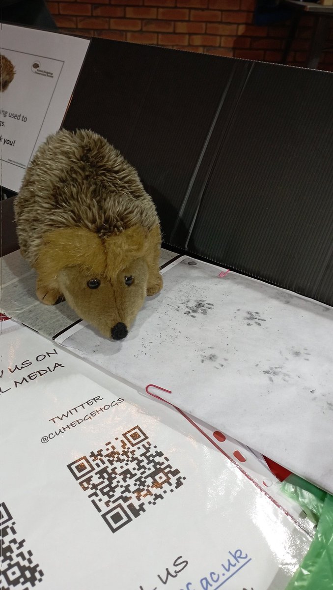 CUHedgehogs's tweet photo. Visit Keith, the 🦔, and our @HogFriendly team at the @cardiffstudents Fresher's Fair today and tomorrow to find out how you can help @cardiffuni becoming a safe haven for #hedgehogs and all wildlife 💚 https://t.co/PWsVioZNSM
