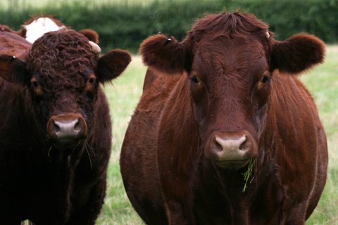 SGS_Systems's tweet image. Secure your farm or stable this autumn with #stablesecurity #farmsecurity provided by #sgssystems | We provide peace of mind that livestock, feed and farm equipment can be kept secure - sgssystems.com/stable-cctv-se…