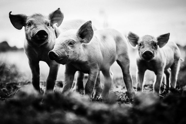 laurentbaheux's tweet photo. La pire forme d'absurditรฉ est d'accepter le monde tel qu'il est, et de ne pas lutter pour un monde tel qu'il devrait รชtre - Jacques Brel #mardiconseil
Les trois petits cochons https://t.co/Y9khmpRfdS https://t.co/JhtsxHFi8m