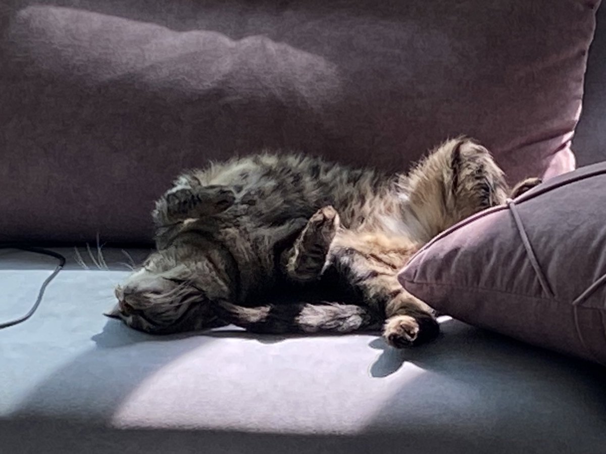 ( 표창장 달라고 드러누운 복복이 )