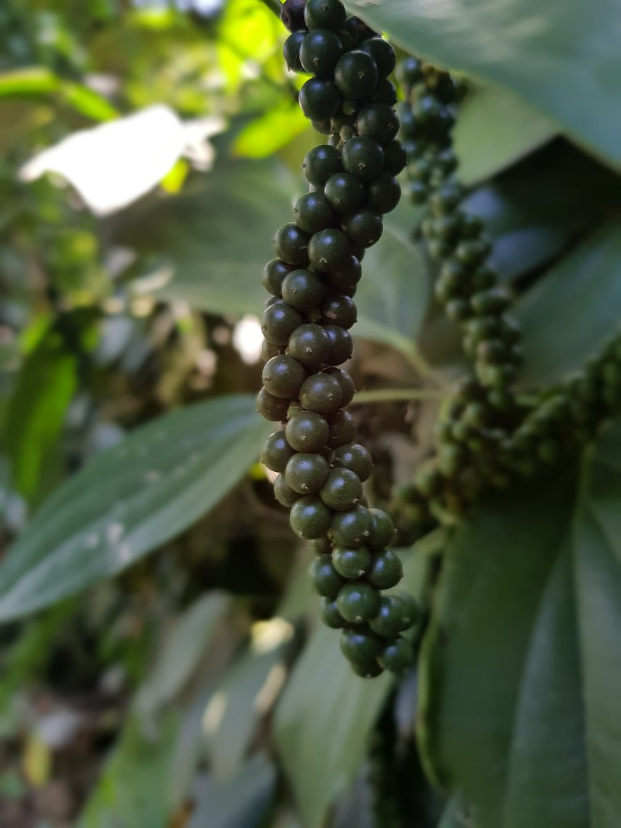 PlantAndTrees's tweet photo. Malabar pepper.
It is a variety of black pepper that originated as a chance seedling in the state of Kerala in India. The ancient Roman and Arab traders had came in then Kerala for this, later the Europeans also.
Scientific name: Piper nigrum
#MalabarPepper #BlackPepper #Spices https://t.co/gQgmzqYtGr