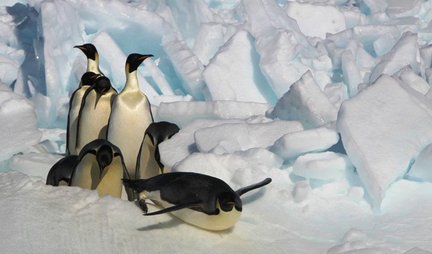 We have a funded master's position available in our lab group working on a study investigating the foraging ecology of emperor penguins. Interested students should email preliminary application materials by December 1st.  More info at mlml.sjsu.edu/birdmam/opport…