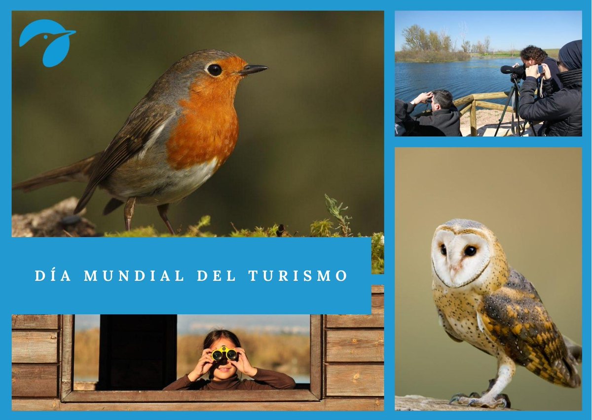 SEO_BirdLife's tweet photo. ¡Buenos y #pajareros días!🦆🔭🦉
Por el #DíaMundialdelTurismo defendemos un modelo de turismo sostenible, seguro e inclusivo, que contribuya a superar los retos ambientales y sociales del planeta.🌍
ℹ https://t.co/4au5eIZ8Ng
#RethinkingTourism #iberaves #turismoornitológico https://t.co/64Fpd3OQ8A