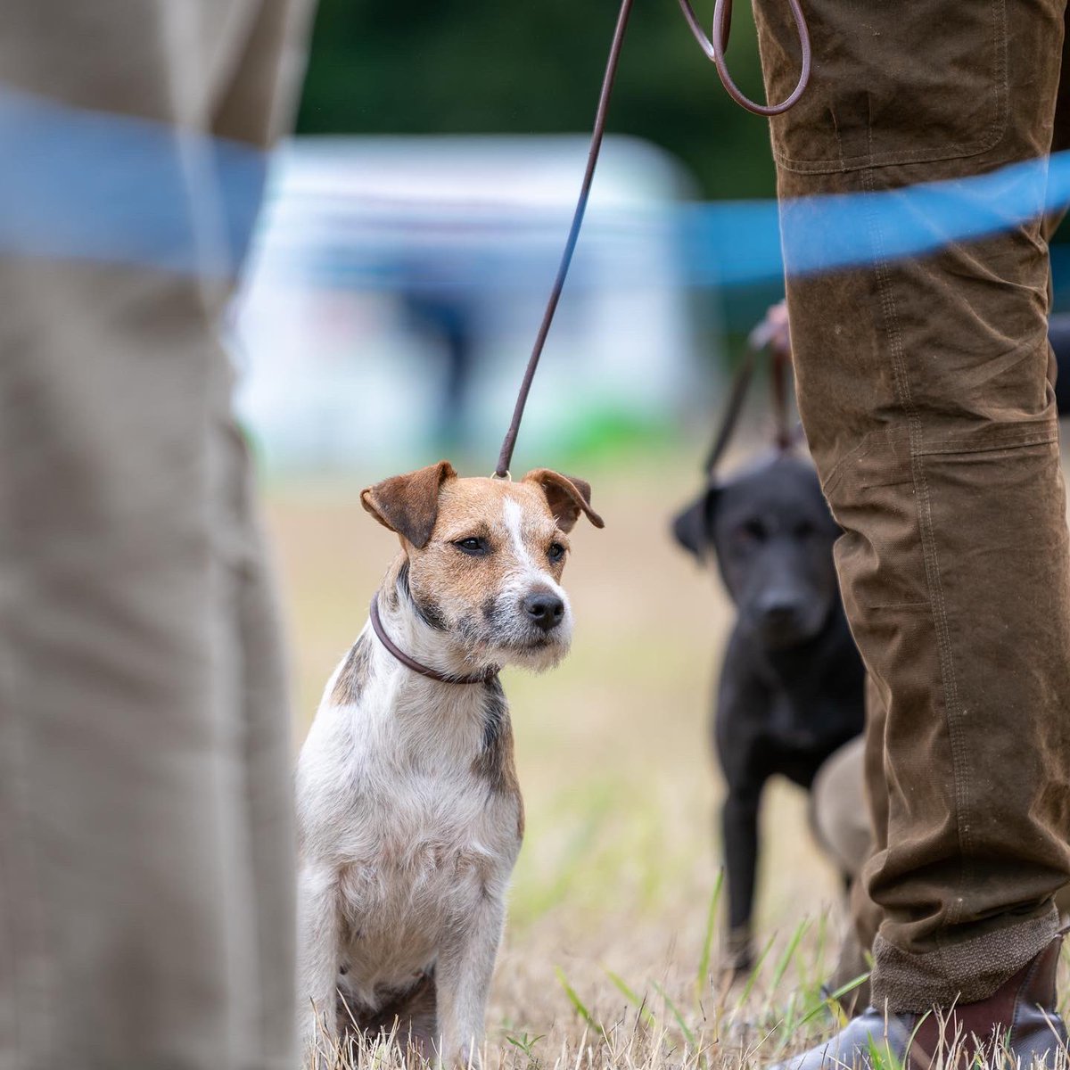 lurcherwork's tweet photo. #dogshow #terriers #patterdale #diggingdog #workingterriers https://t.co/MGCtLt4dee