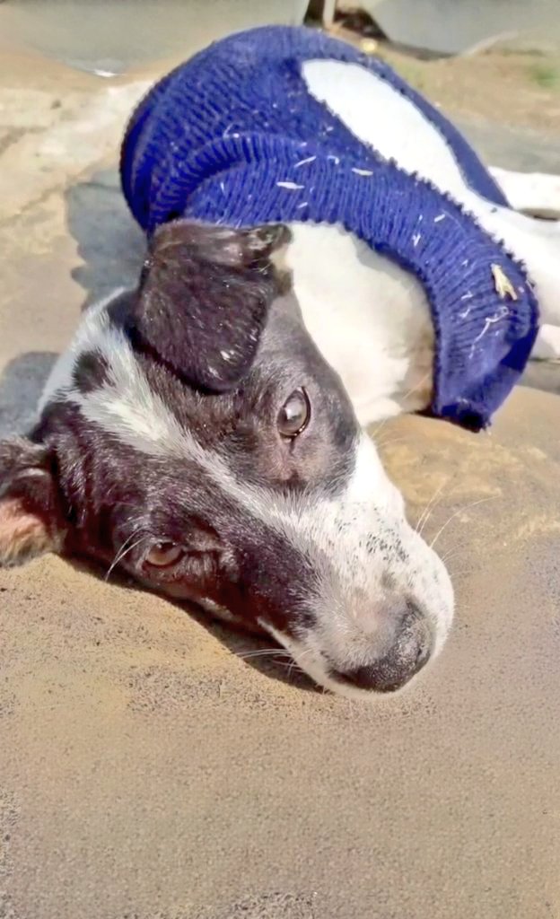 Ha trovato riparo
sotto l'albero e
ha mangiato cibo 
gettato...rifiuti...

dimenticato da tutti 

💚