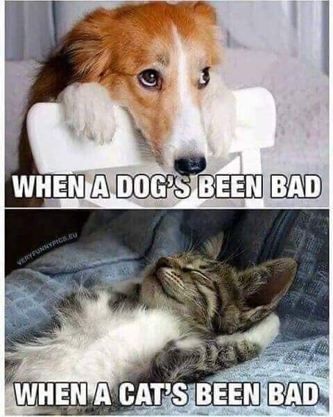RubyStephens33's tweet photo. 😃🐶😹 https://t.co/jiyLQpQLN8