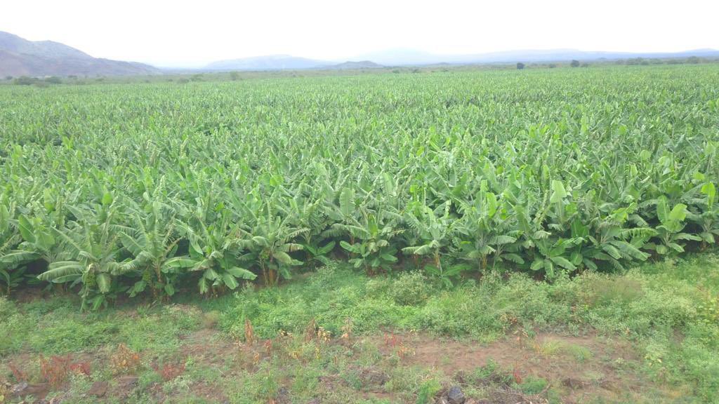 AbiyAhmedAli's tweet photo. Fruit productivity of the southern part of #Ethiopia. Ideal and conducive environment for agroindustrial activities to flourish. https://t.co/yTLjI760uF