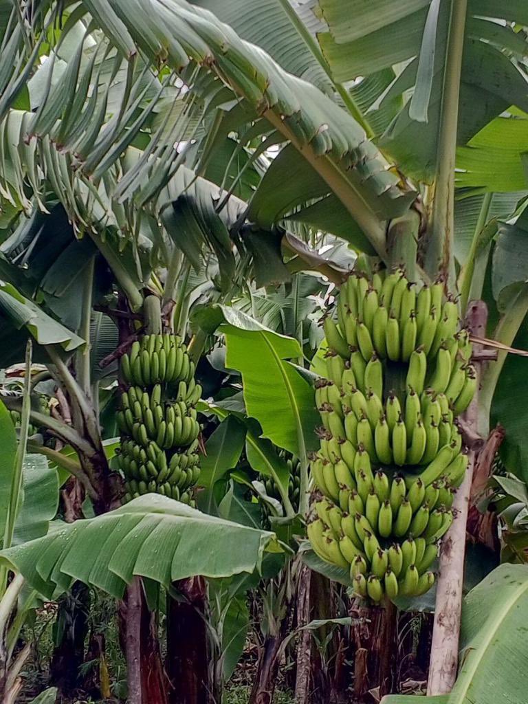AbiyAhmedAli's tweet photo. Fruit productivity of the southern part of #Ethiopia. Ideal and conducive environment for agroindustrial activities to flourish. https://t.co/yTLjI760uF