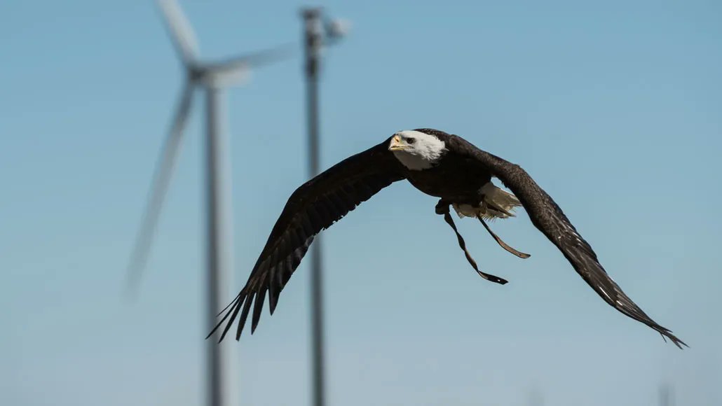 NEW PAPER in #ornithology predicts when #raptors enter the risk zone of #windturbines based on flight height, distance and direction: buff.ly/3fhOAIl