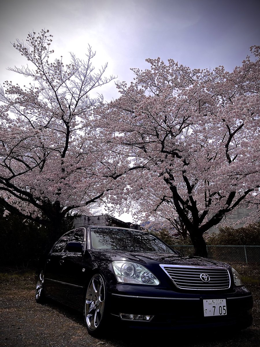 bBNcp_30's tweet photo. 色々ありy32シーマ降りてしまいましたが
これからはセルシオ30後期乗ることになりました‼︎前々から乗りたい候補にあったのでこれからたくさんカスタムしていきたいです！
写真桜と撮ったやつしかないので追々撮っていきたいです❗️ https://t.co/2qtGC6rOoF