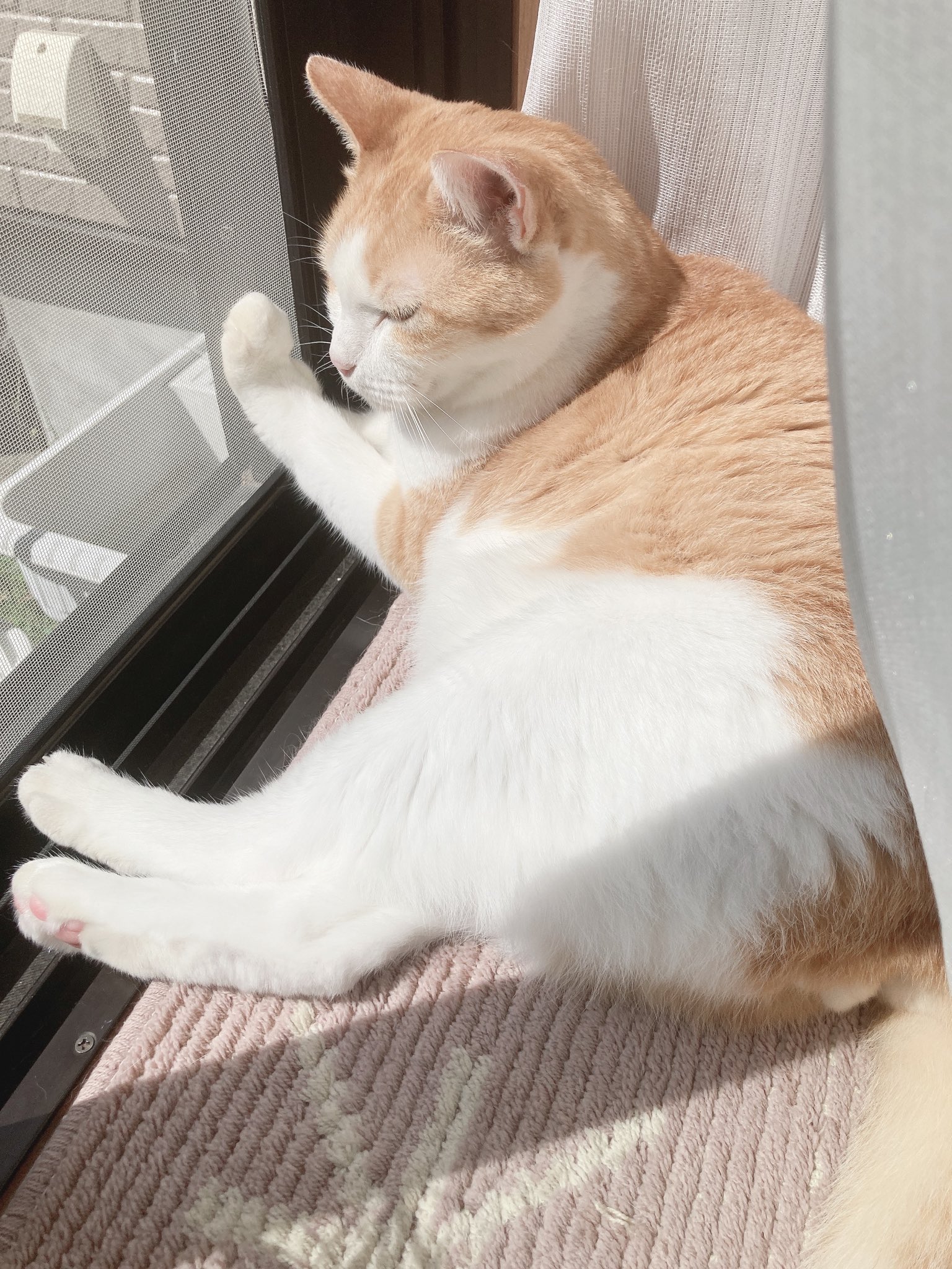 可愛い猫 Twitter Search Twitter