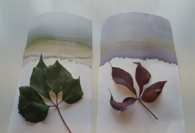 ElenaFreixes's tweet photo. Experimento: el cambio de color de las hojas en otoño.
Todos sabemos que las hojas cambian de color cuando llega el otoño. Por eso vamos a hacer un experimento comparando las hojas de verano con las de esta época. #adxarxes https://t.co/Nh5EIyLAJl