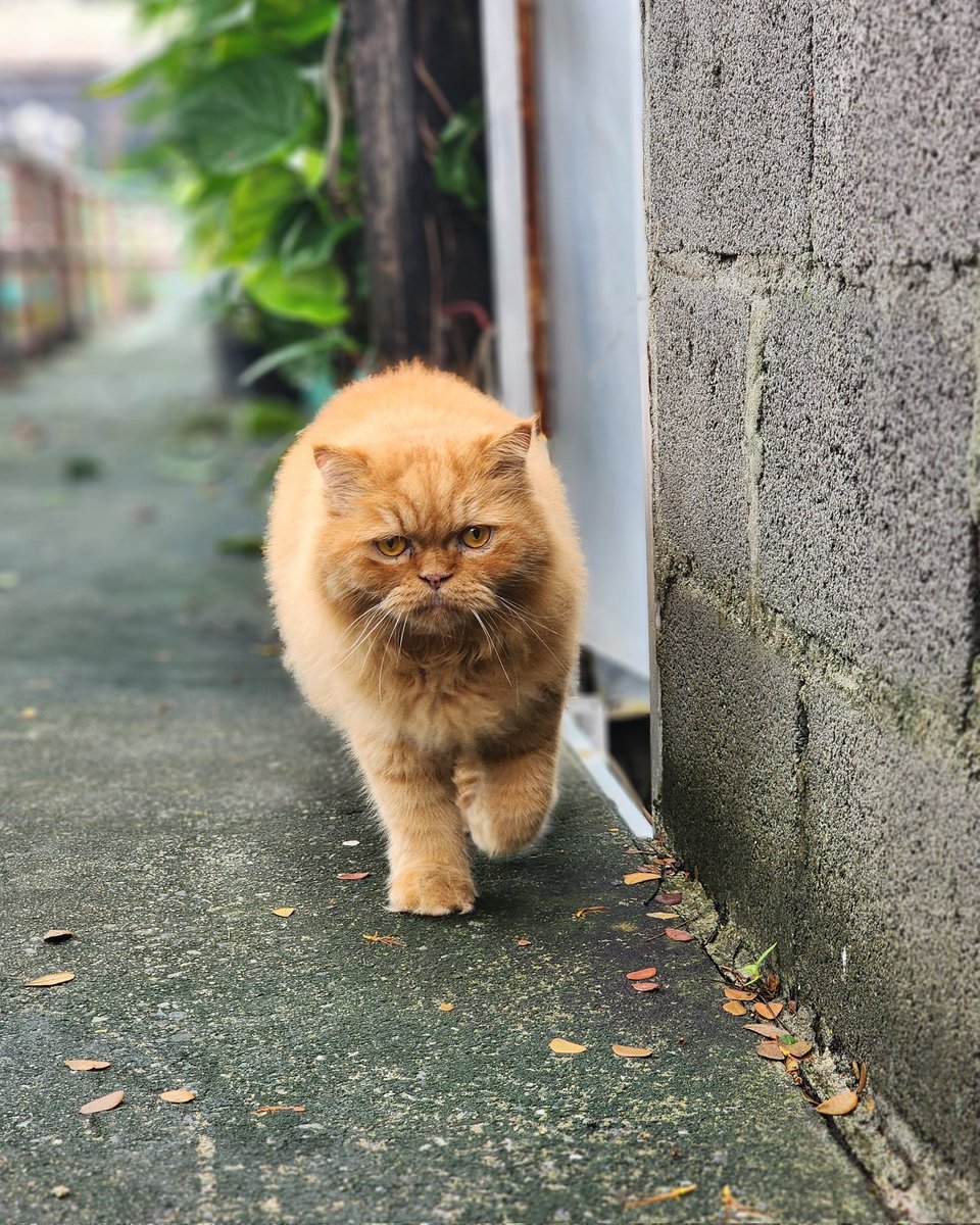 kumphol_rika's tweet photo. อย่างหล่อเลยครับ #แมว #cat https://t.co/GotBnrbHFV