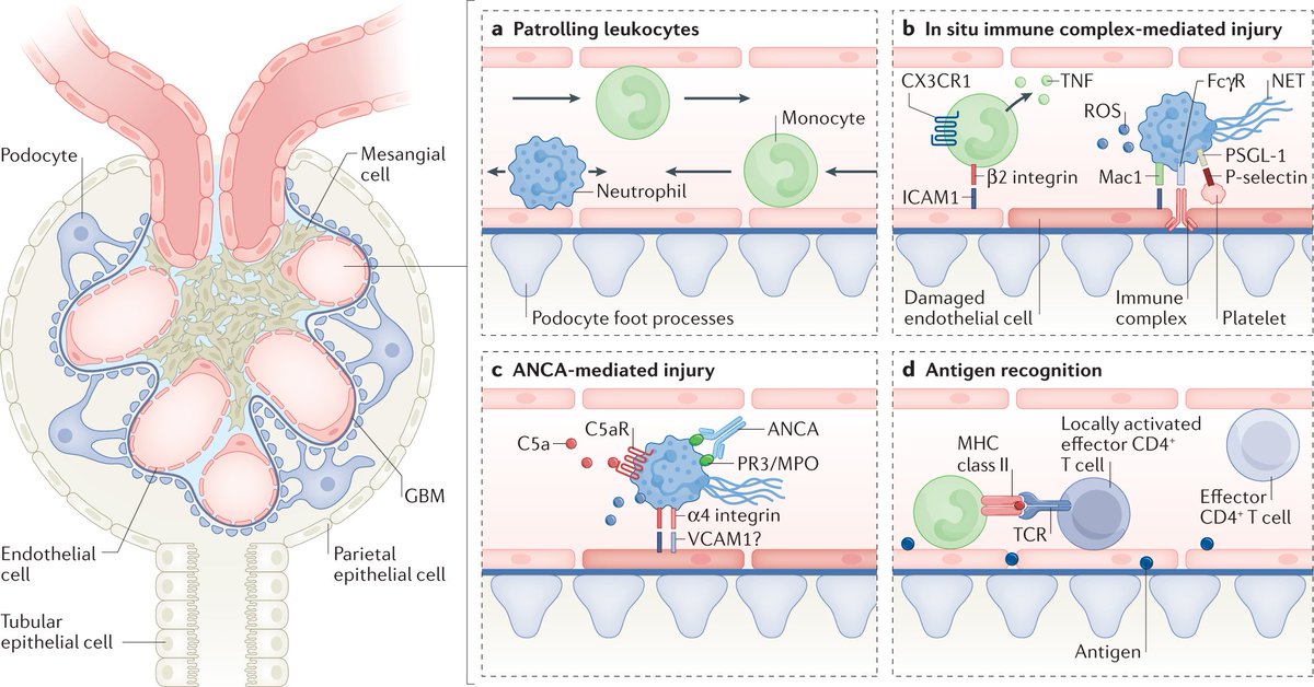 Nature Reviews Nephrology tweet media